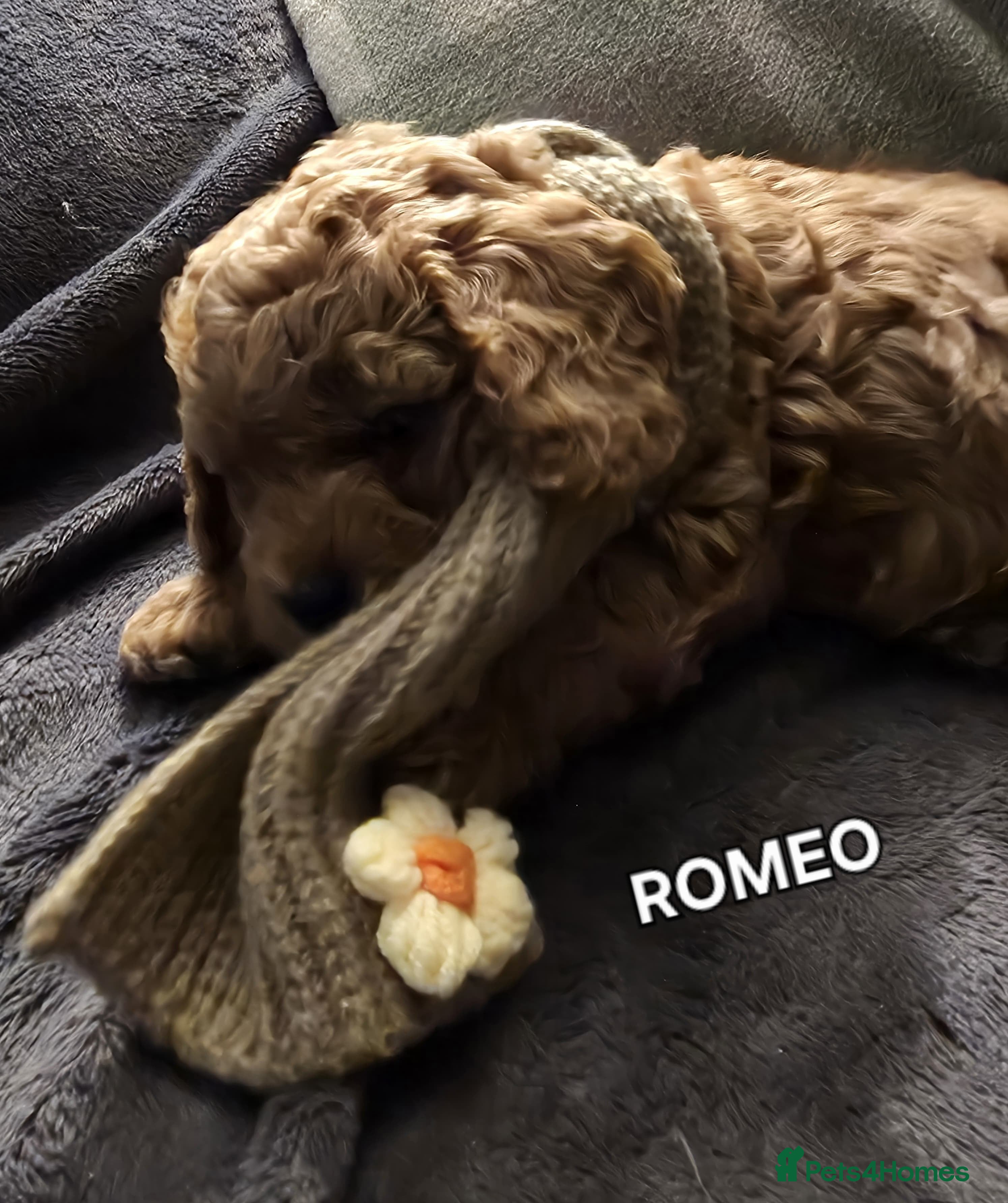 Cavapoo dogs Cavapoos Fb1 (3rd generation). READY TO LEAVE  - Advert 15