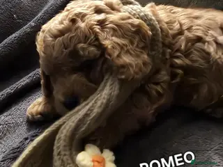 Cavapoo dogs Cavapoos Fb1 (3rd generation). READY TO LEAVE - Advert 15