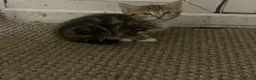 Mixed Breed cats for sale: 2 gorgeous- light brown mixed tabby kittens-Girls  - Advert 6