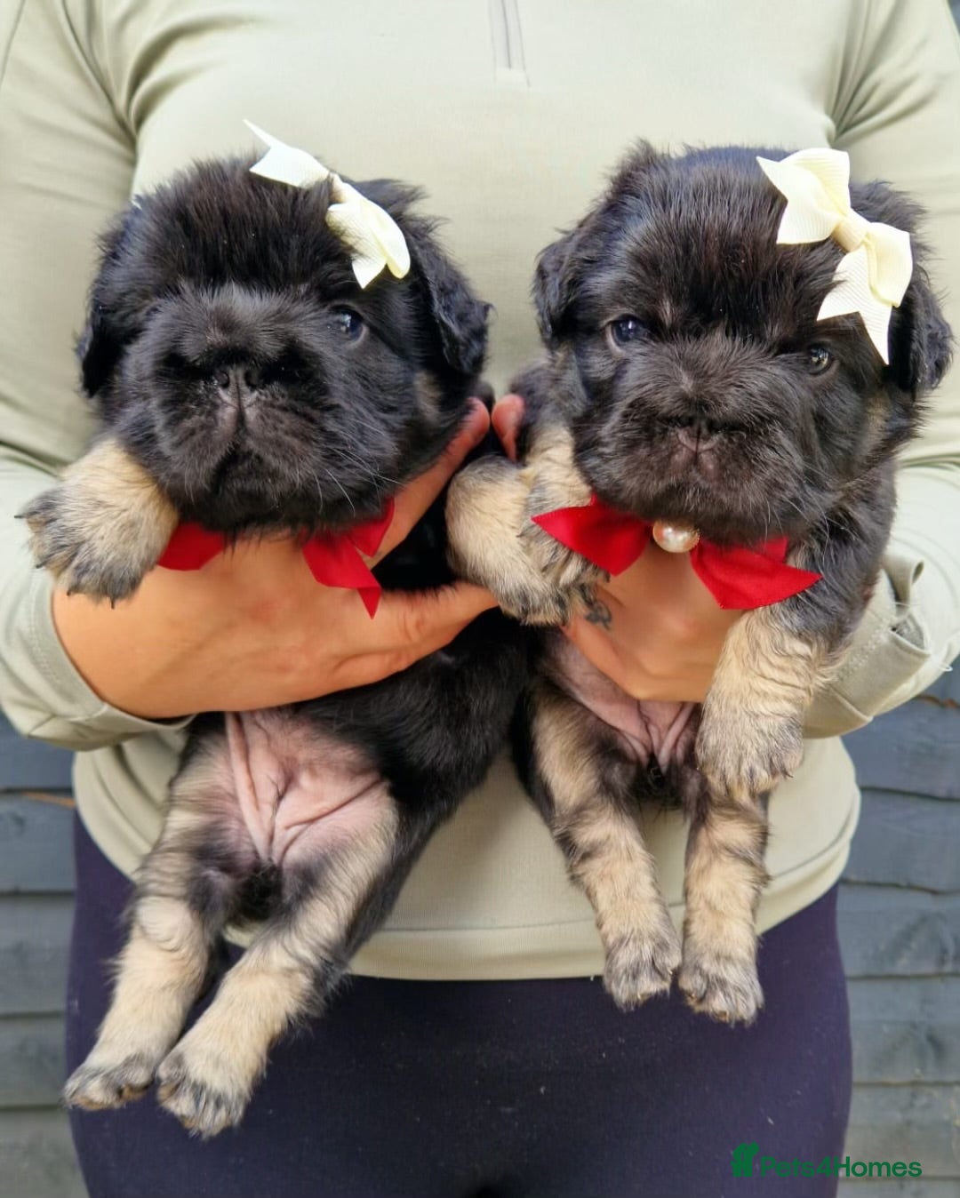 French Bulldog dogs Kc reg fluffy frenchies - Advert 6