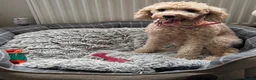 Cavapoochon dogs for sale: Tilly female 3 years old  - Advert 3
