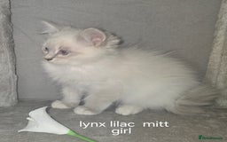 Ragdoll cats for sale: Ragdoll kittens  - Image 1