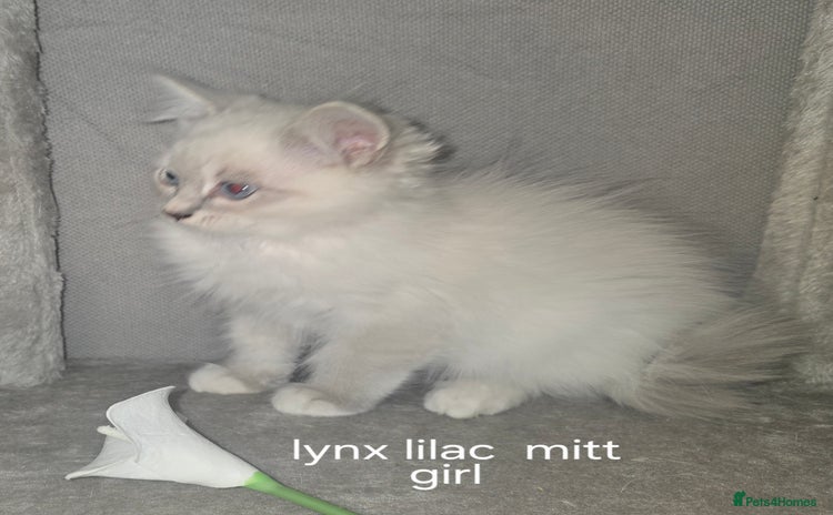 Ragdoll cats - Advert 15