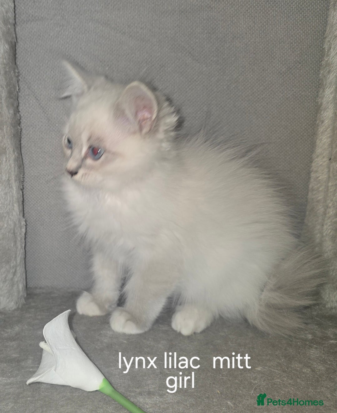Ragdoll cats for sale: Ragdoll kittens  - Image 1