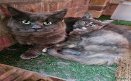 Maine Coon cats for sale: Pure maine coon silver tortie female - Image 4