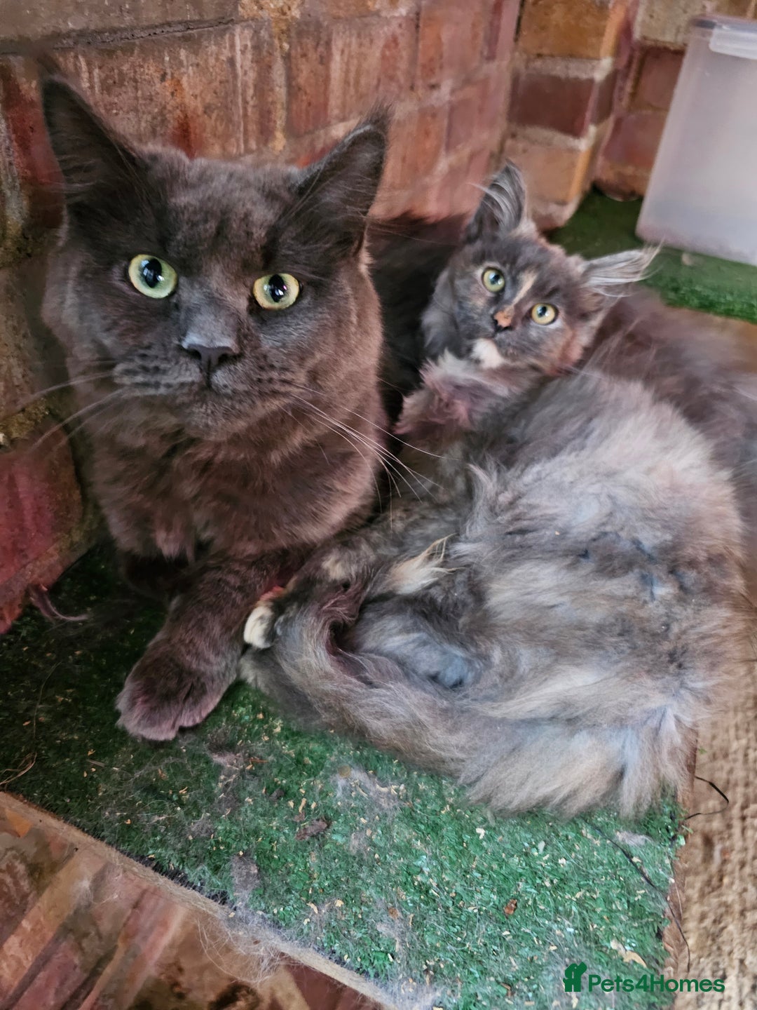 Maine Coon cats for sale: Pure maine coon silver tortie female - Image 4