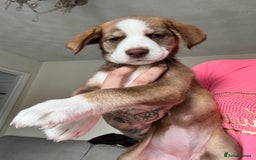Mixed Breed dogs for sale: Husky x cocker spaniel puppies  - Image 10