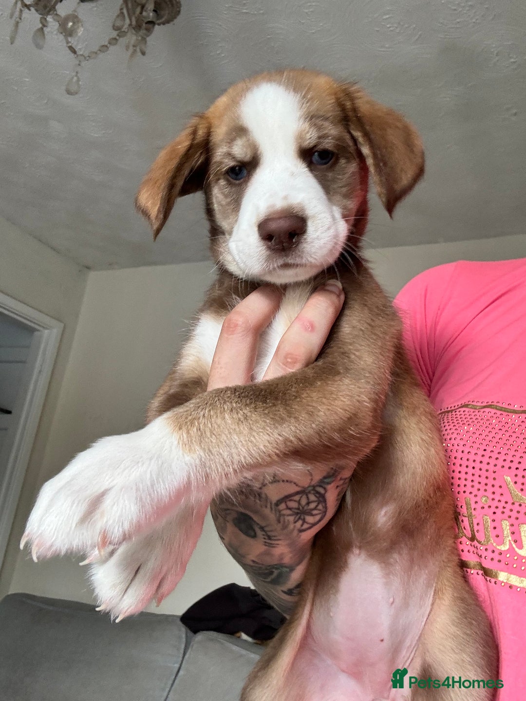 Mixed Breed dogs for sale: Husky x cocker spaniel puppies  - Image 10
