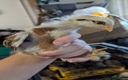 Chickens poultry for sale: Bantam chicks looking for a home  - Image 5