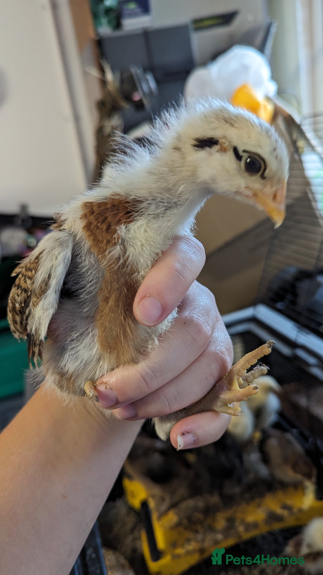 Chickens poultry for sale: Bantam chicks looking for a home  - Image 5