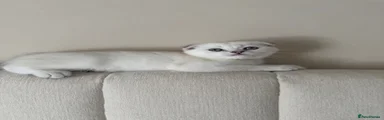 Scottish Fold 1