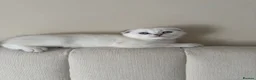 Scottish Fold cats for sale: Silver chinchilla Scottish folds  - Advert 21