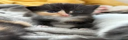 Domestic Shorthair cats for sale: Kittens to giveaway and sell  in Maidenhead - Advert 3