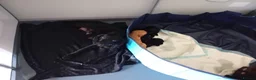Cockerdor dogs for sale: ******Stunning cockedors****** - Advert 16
