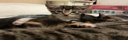 Mixed Breed cats for sale: 4 beautiful kittens looking for new homes  - Advert 13
