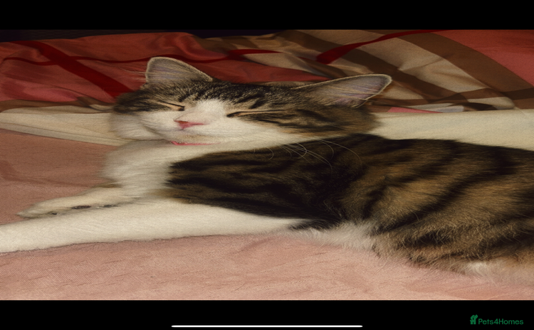 Maine Coon cats Maine coon cross - Advert 4