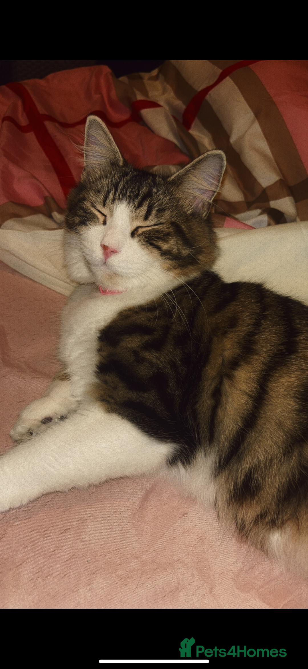 Maine Coon cats for sale: Maine coon cross - Advert 1