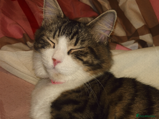 Maine Coon cats for sale: Maine coon cross - Advert 1