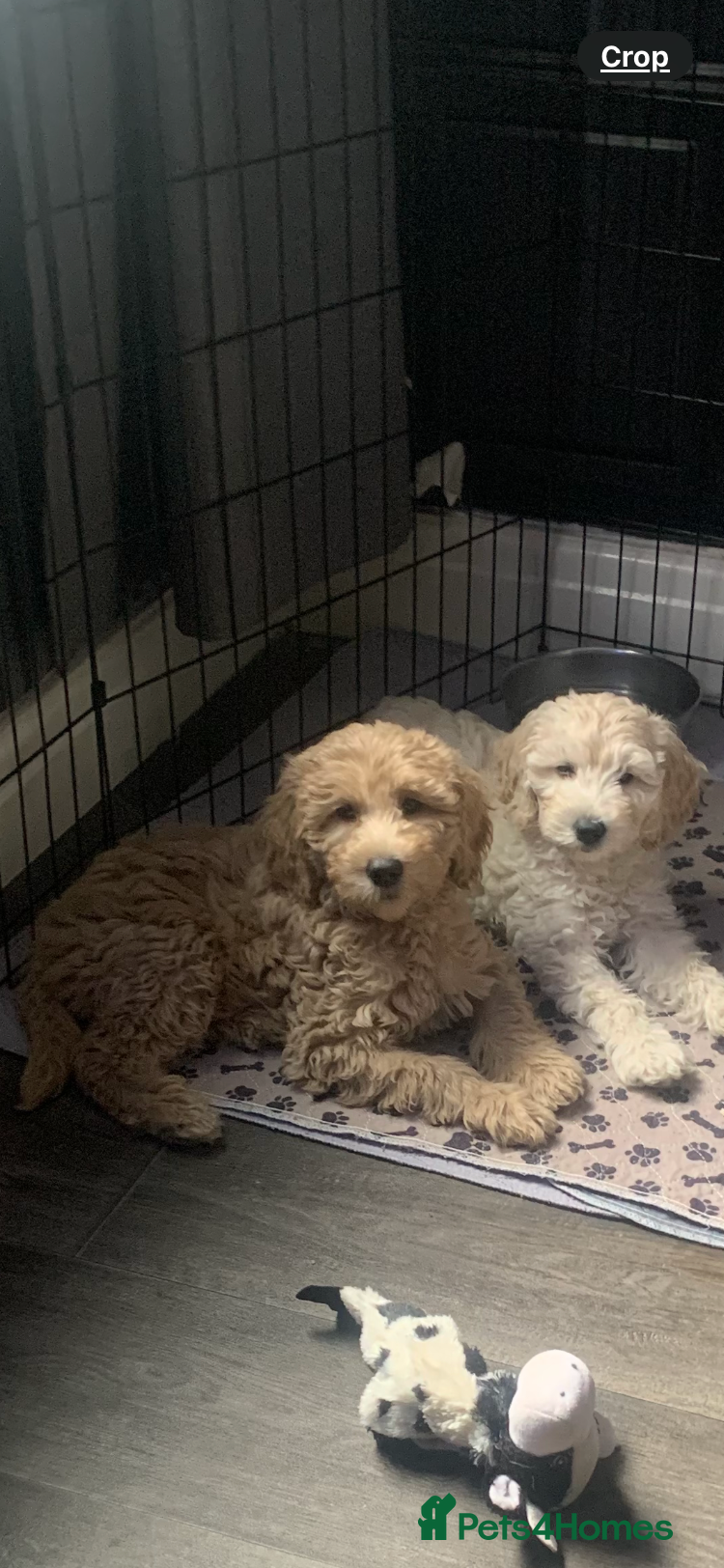Double Doodle dogs Labradoodle  - Advert 1