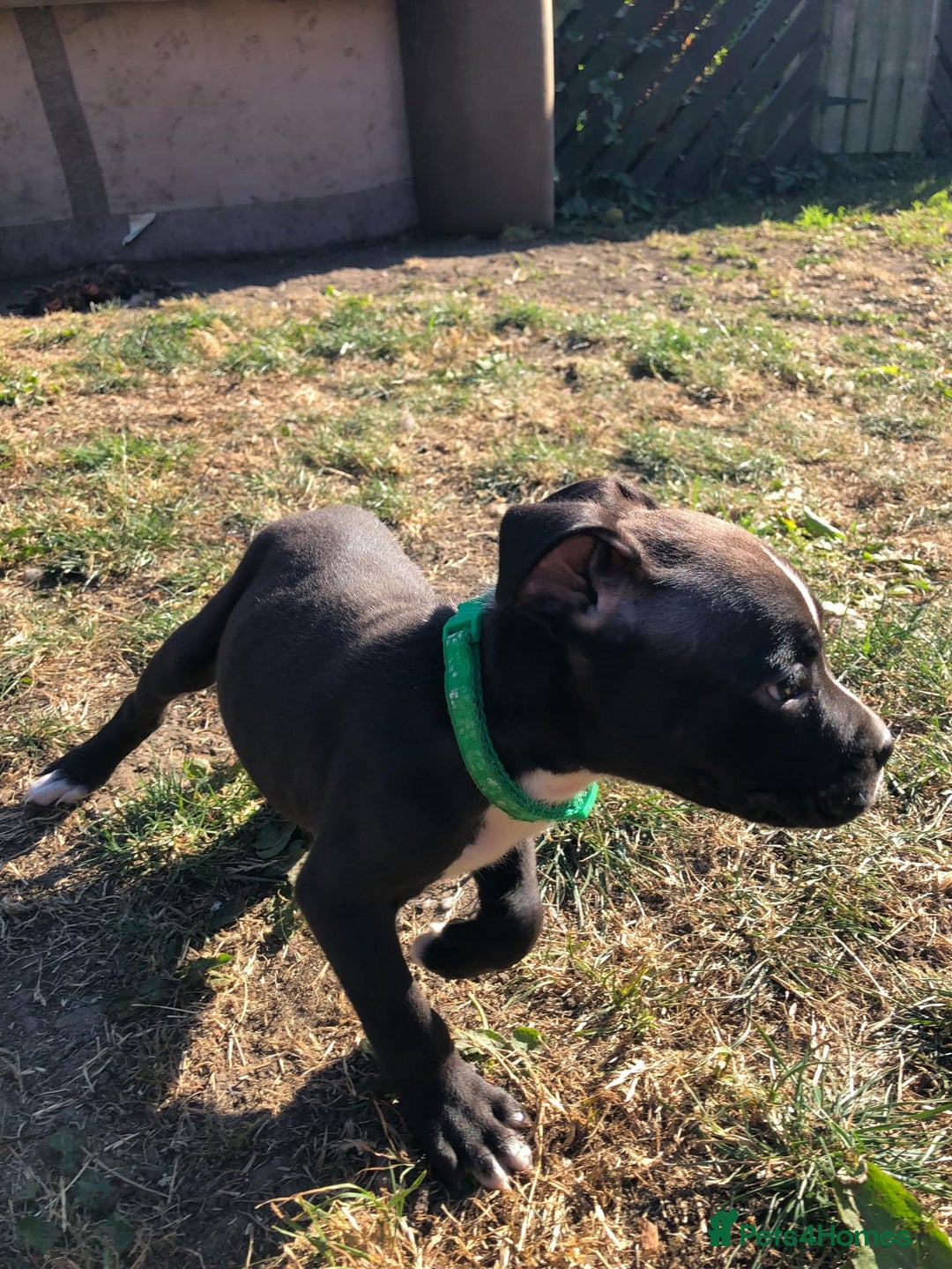 Mixed Breed dogs for sale: 3 BOYS LEFT - American Staffordshire bull terriers - Image 3