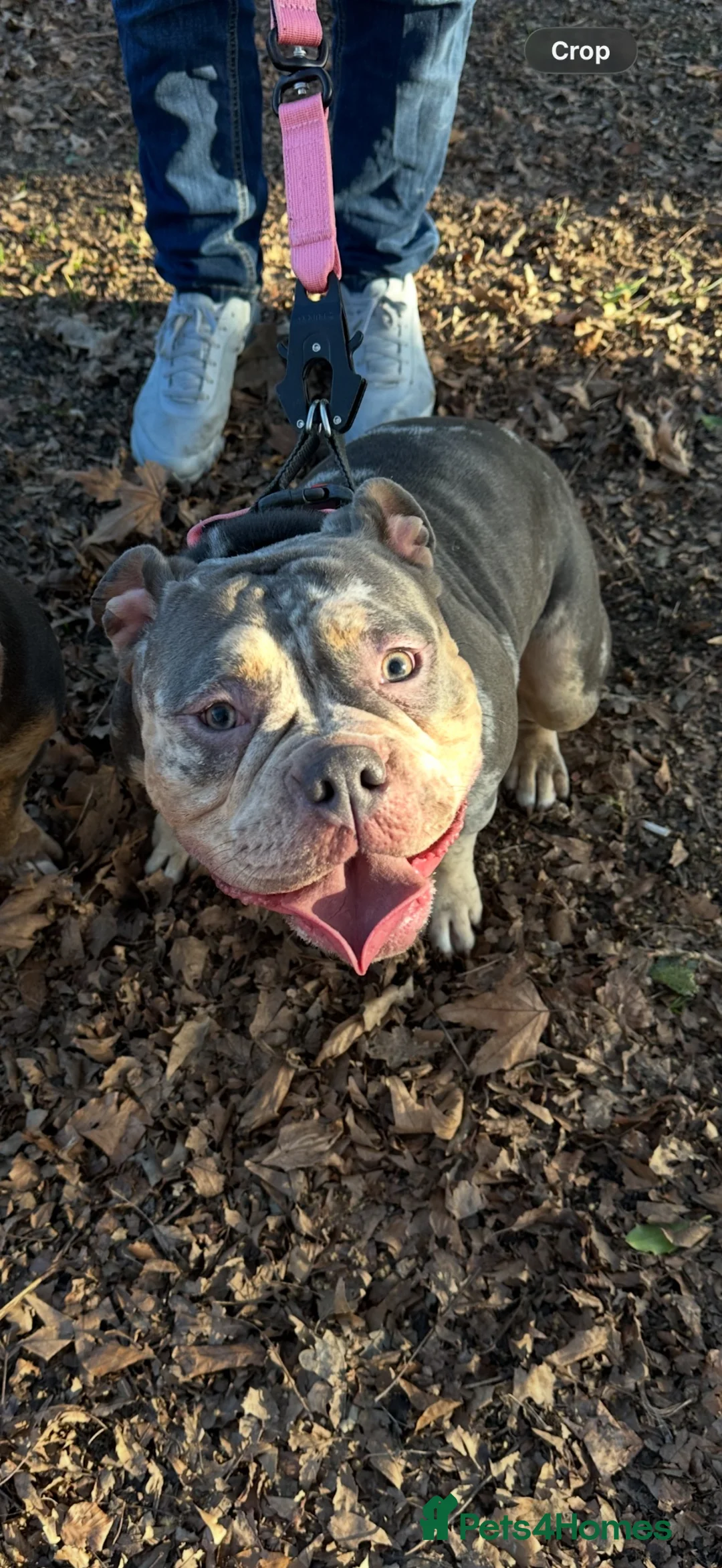 American Bully dogs for sale: Beautiful tri merle American pocket bully  - Advert 2