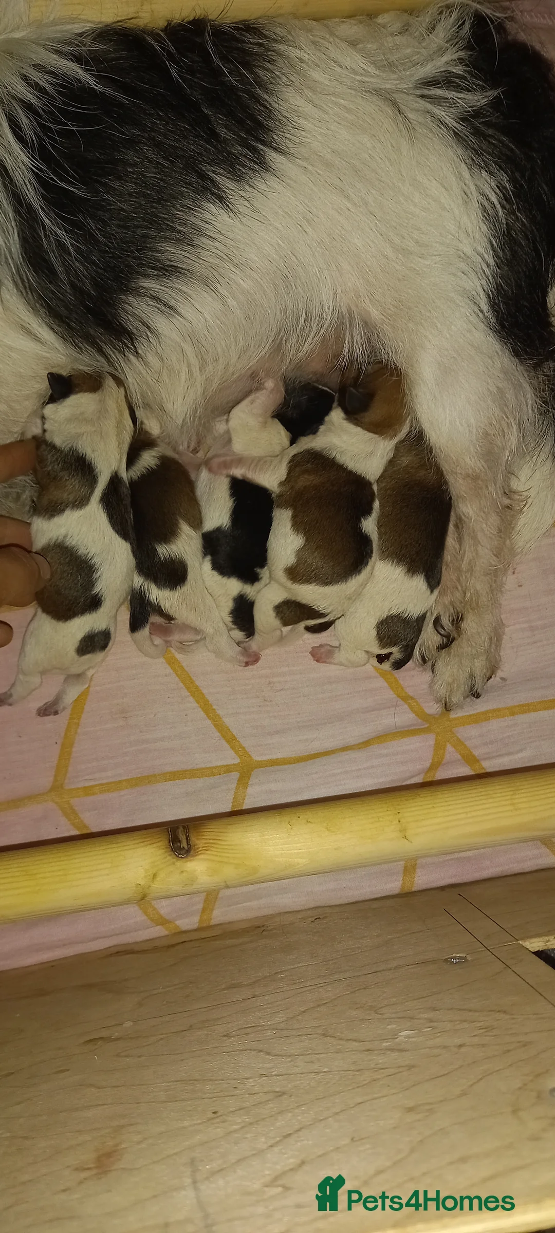 Jack Russell dogs for sale: Jack russell puppies in Rochester - Advert 2