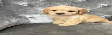 Cockapoo 1