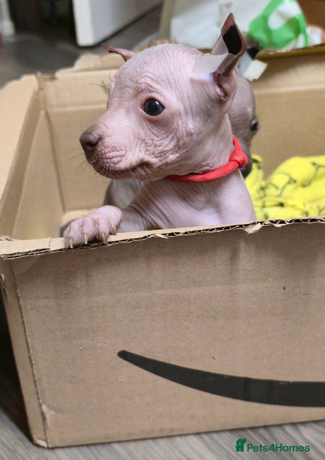 Mexican Hairless dogs for sale: Kc registered Xoloitzcuintle miniature puppies  - Advert 34