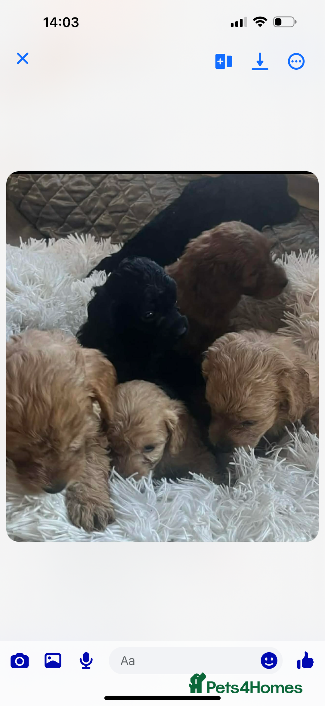 Cockapoo dogs for sale: Cockapoo puppies for sale - Advert 1