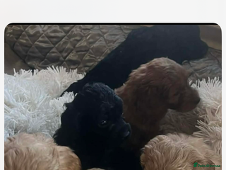 Cockapoo dogs Cockapoo puppies for sale - Advert 2