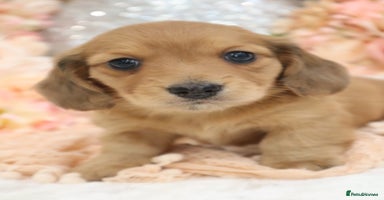 Miniature Dachshund dogs - Advert 6
