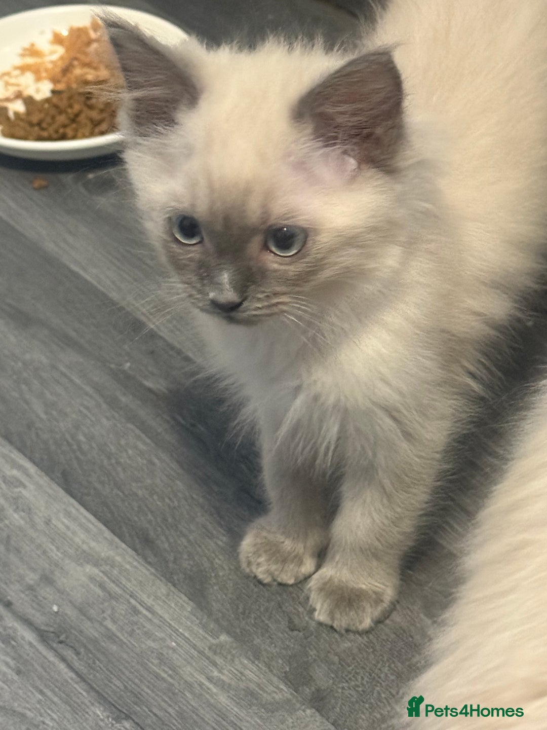 Ragdoll cats for sale: Ragdoll baby - Advert 7