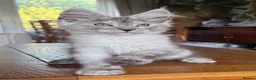 Maine Coon cats for sale: 💝Magnificent large TICA kittens 💖 - Advert 13