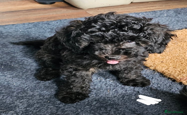 Cavapoo dogs - Advert 1