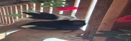 Mixed Breed rabbits for sale: I have 4 weeks and 8 weeks olds rabbits  - Advert 19