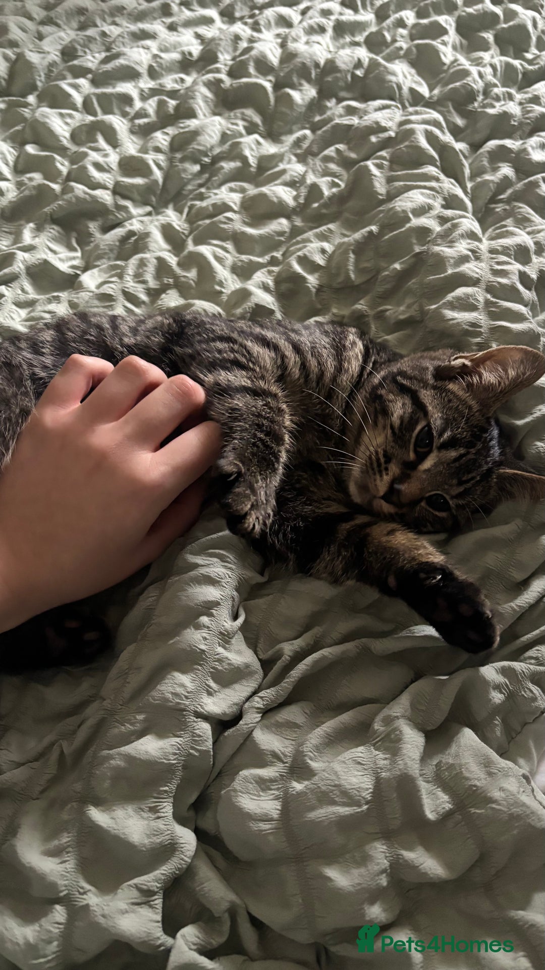 Mixed Breed cats for sale: 2 female black kittens and a tabby male  - Advert 10