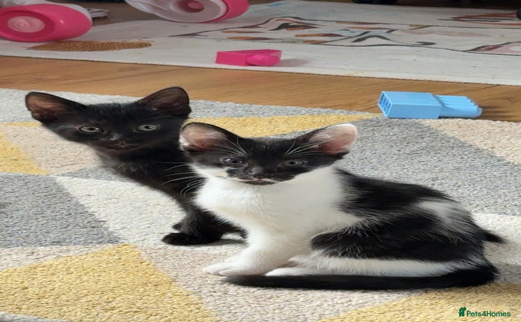 Mixed Breed cats - Advert 13