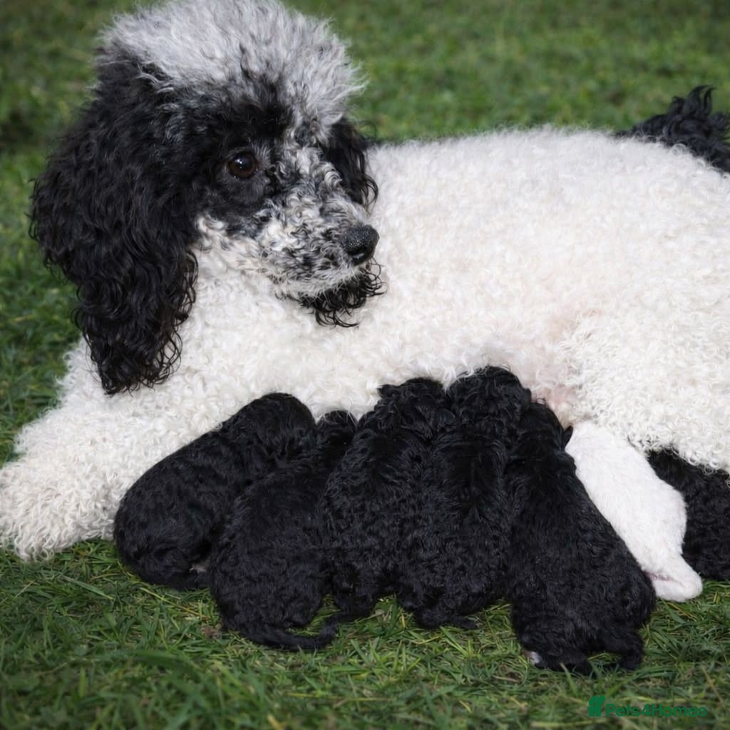 Toy Poodle dogs Beautiful Toy Poodles  - Advert 4