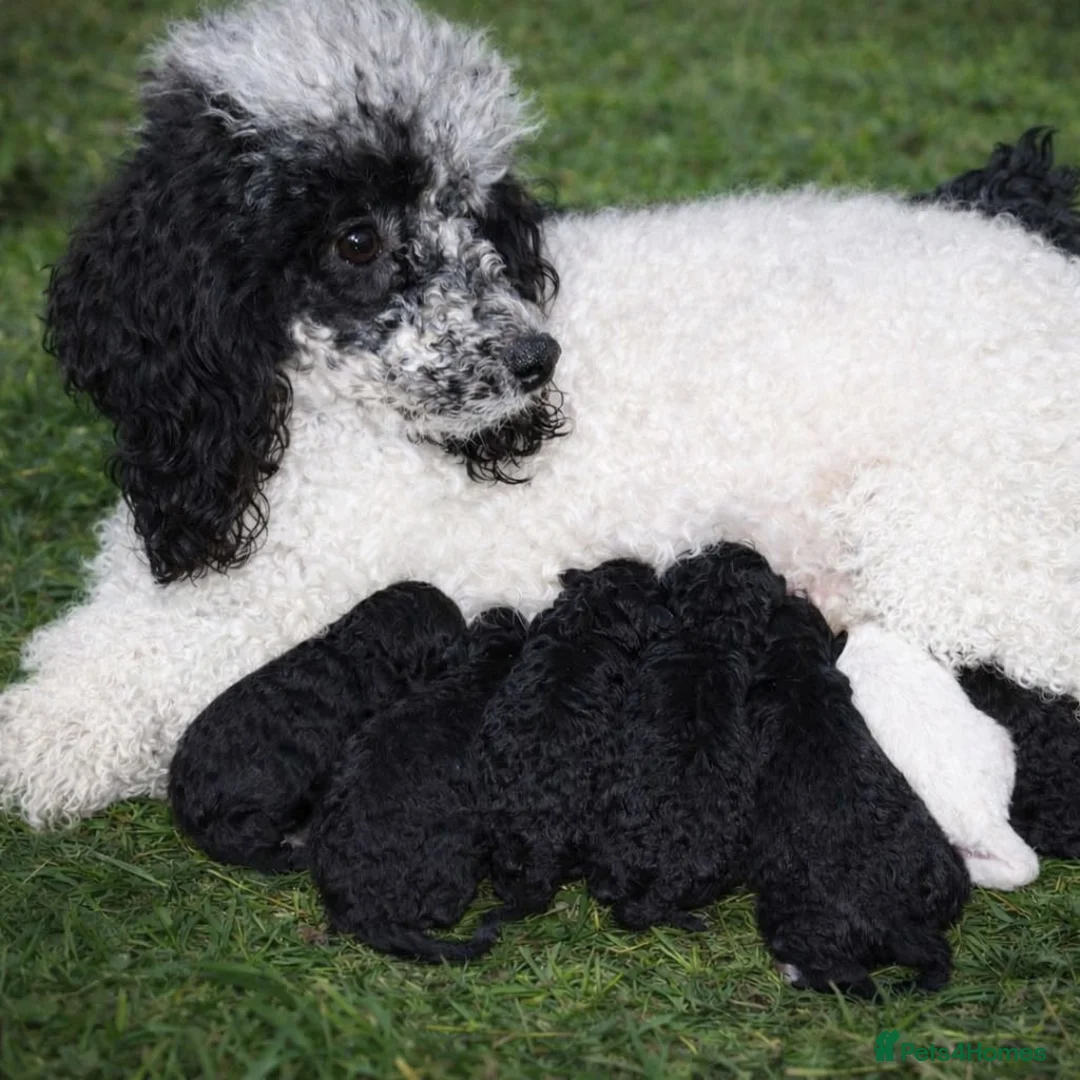 Toy Poodle dogs for sale: Beautiful Toy Poodles  - Advert 1