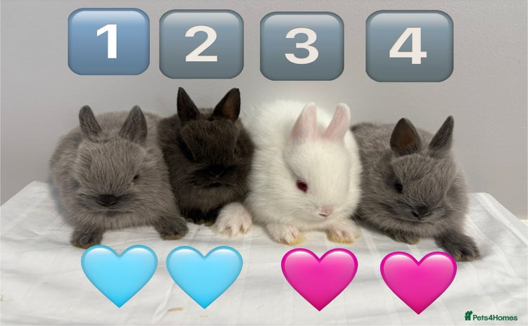 Netherland Dwarf rabbits - Advert 1