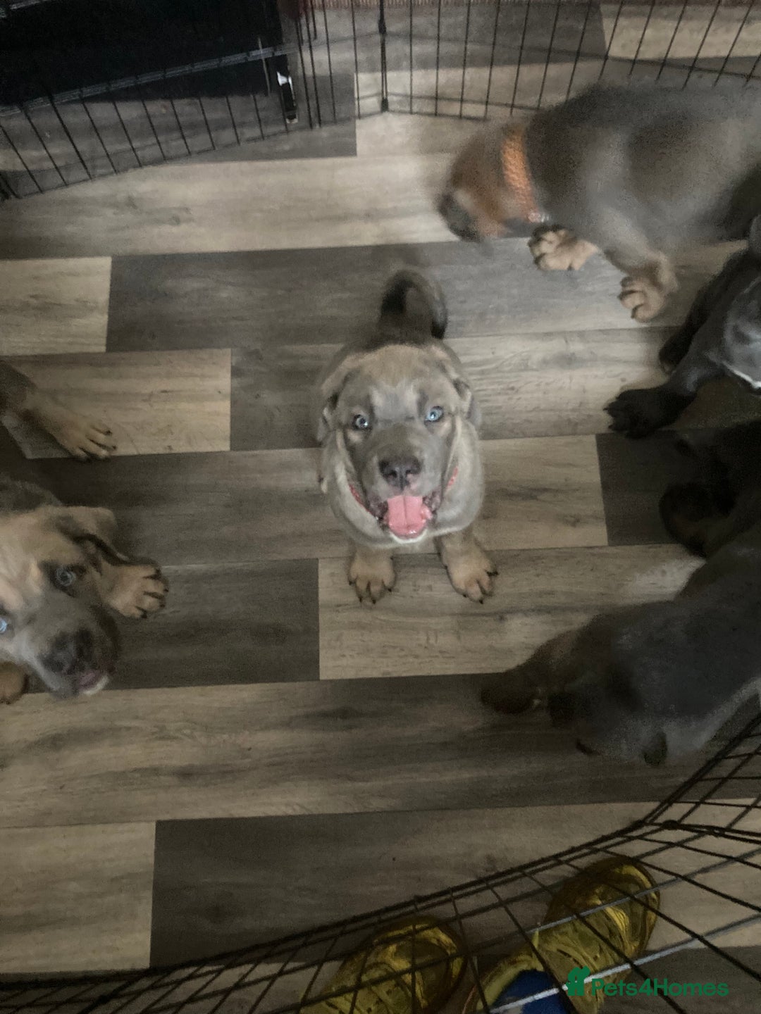 Cane Corso dogs for sale: Big furry floofballs - Advert 22