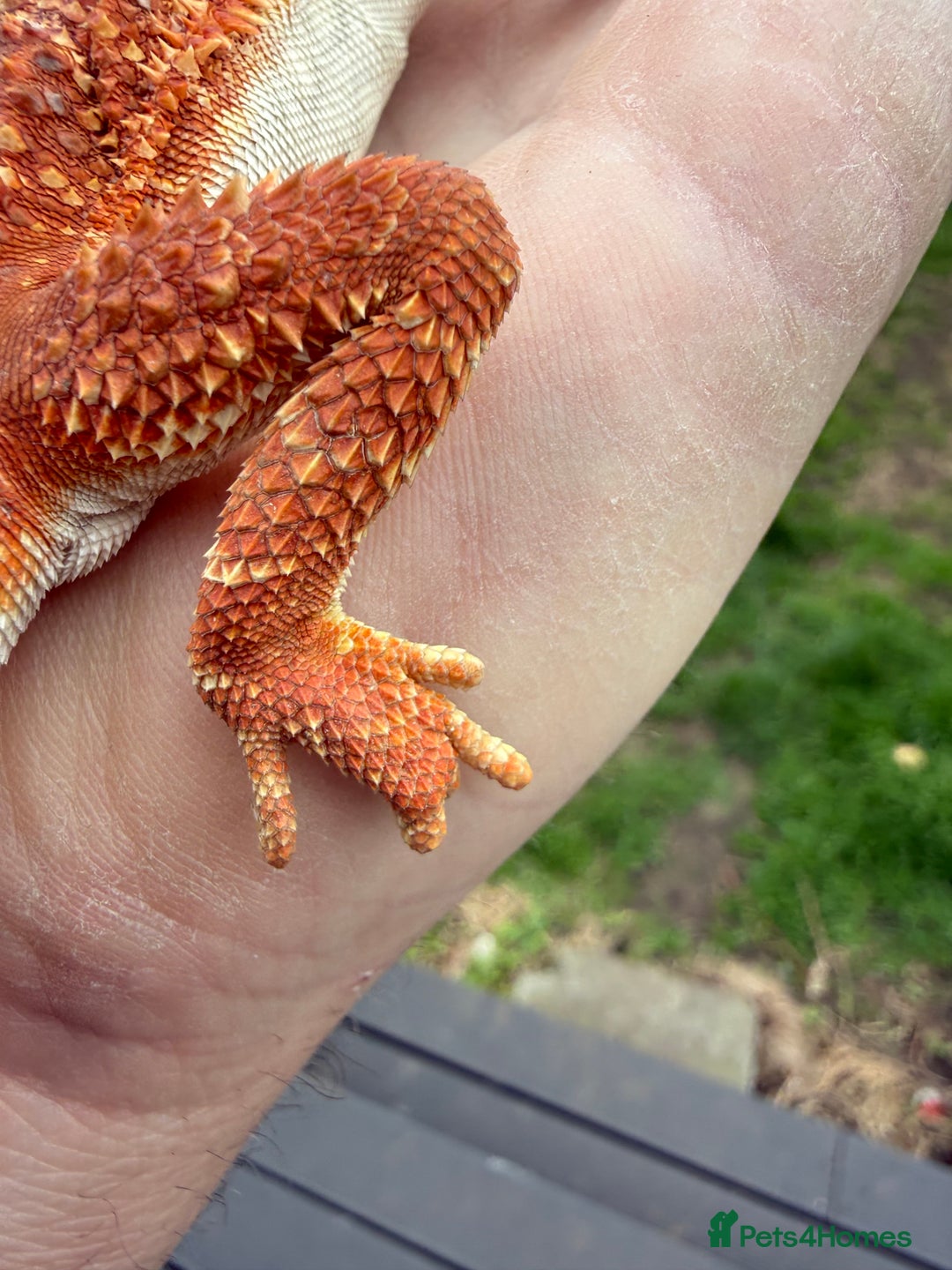 Bearded Dragon reptiles for sale: Bearded Dragon. Blue bar Tiger Stripe  - Image 10