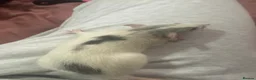 Rat rodents for sale: Baby Dumbo Rats  - Advert 1