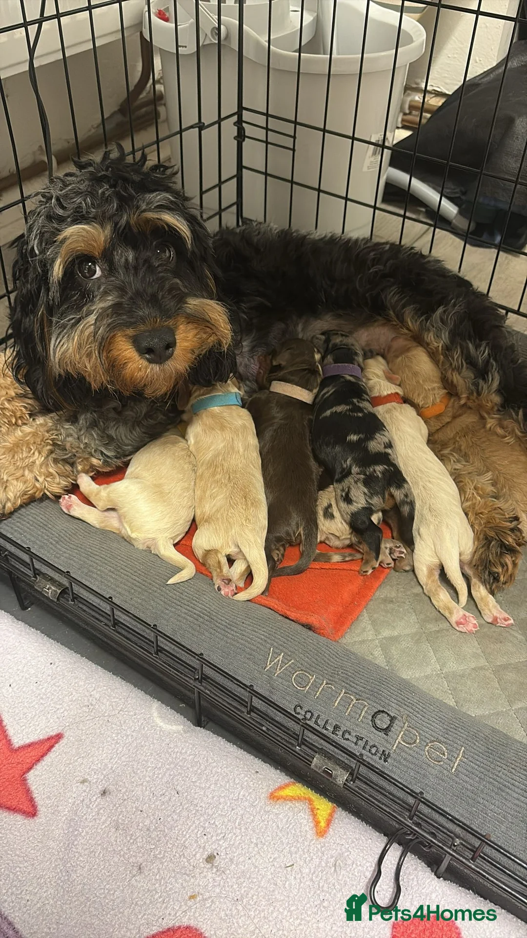 Cockapoo dogs for sale: COCKAPOO - Advert 2