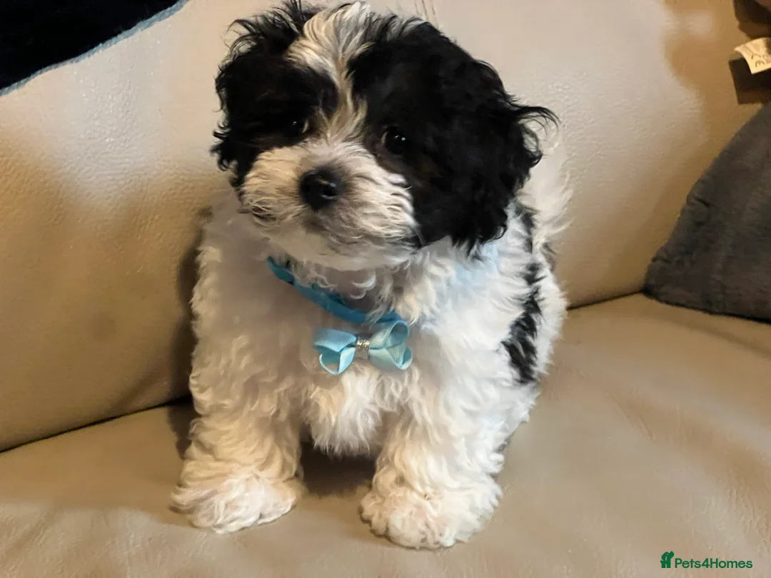 Malshi dogs for sale: Malshi puppy one boy left !! - Advert 1