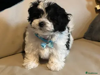 Malshi dogs Malshi puppy one boy left !! - Advert 3