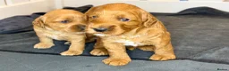 Double Doodle dogs for sale: Two Beautiful Double Doodle Puppies – Boy & Girl - Advert 5