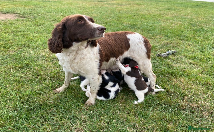 English Springer Spaniel dogs - Advert 9