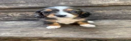 Mixed Breed dogs for sale: DASHALIER PUPPIES Cavalier X dachshund in Saffron Walden - Advert 7