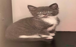 Persian cats for sale: Persian x kittens  - Image 5
